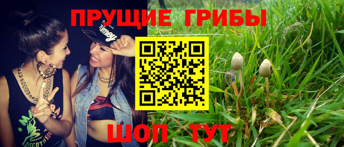 Псилоцибиновые грибы мицелий Астрахань